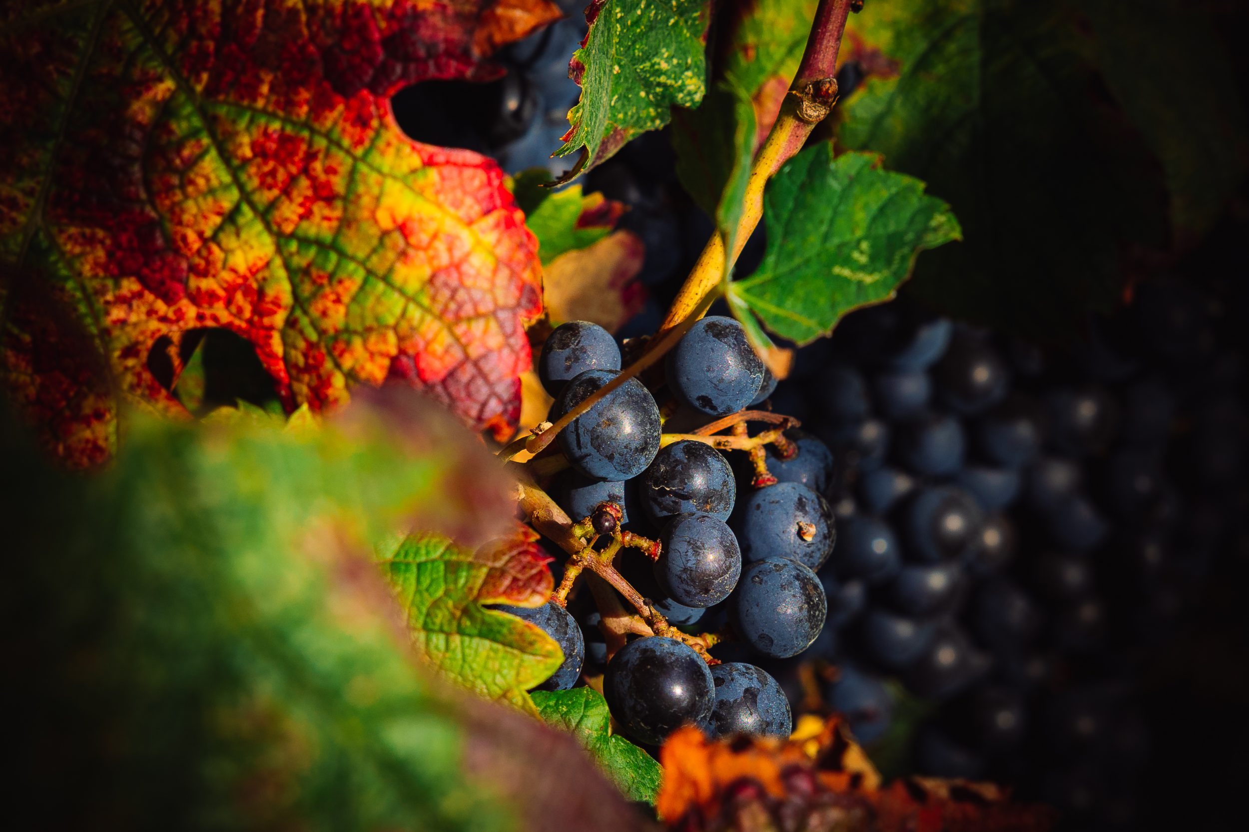 Gros plan sur une grappe de raisin Château Haut-Grelot