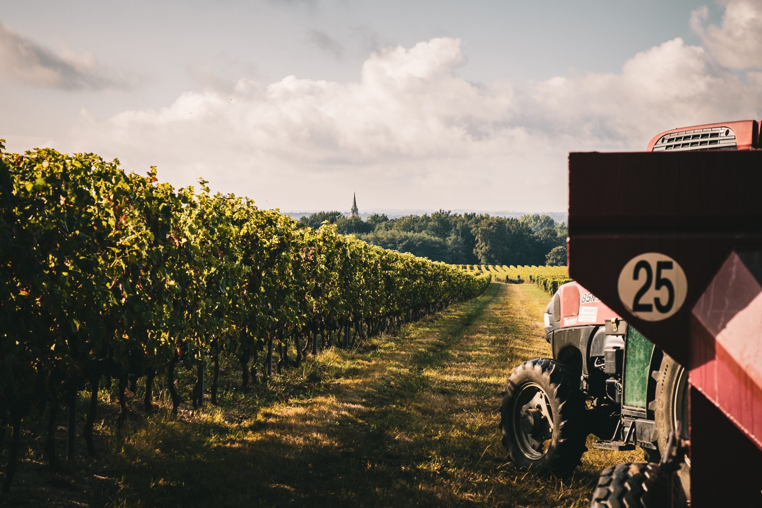 Travail dans les vignes Château Haut-Grelot