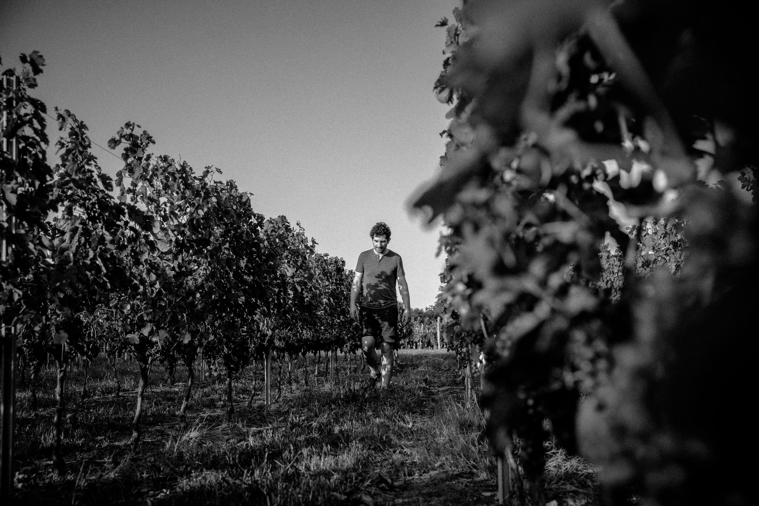 Balade dans les vignes Château Haut-Grelot